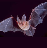 Bat