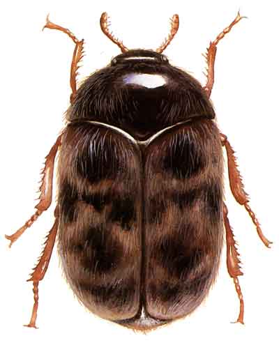 The menacing khapra beetle, seen here in this public domain photo from the USDA, was intercepted recently at

Chicago's O'Hare airport by U.S. Customs officials. Brussell Exterminating Service keeps the lid on bad bugs in Montgomery County, MD, Prince Georges County, MD, Northern VA and Washington, DC. Brussell's

trained exterminators are out on the Pest Control job in Wheaton, MD, Kensington, MD, Rockville, MD, Alexandria, VA, Fairfax, VA and Washington, DC. 