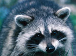 Raccoon