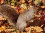 Squirrel